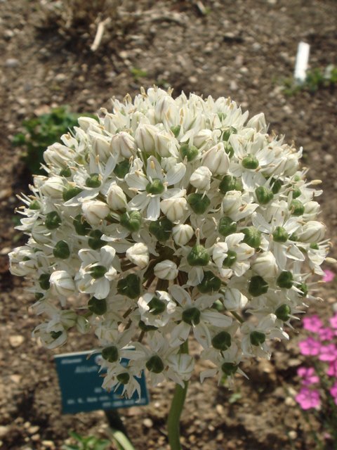 Allium nigrum fleur